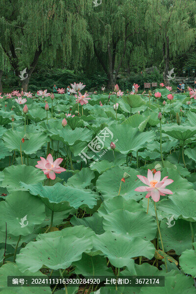 陶然亭公園荷花