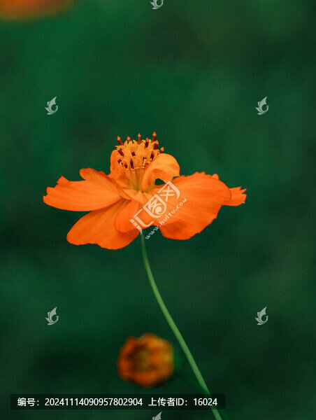 一朵盛開的黃秋黃花朵