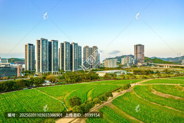 華南廣東省深圳市光明區(qū)歡樂田園風(fēng)光
