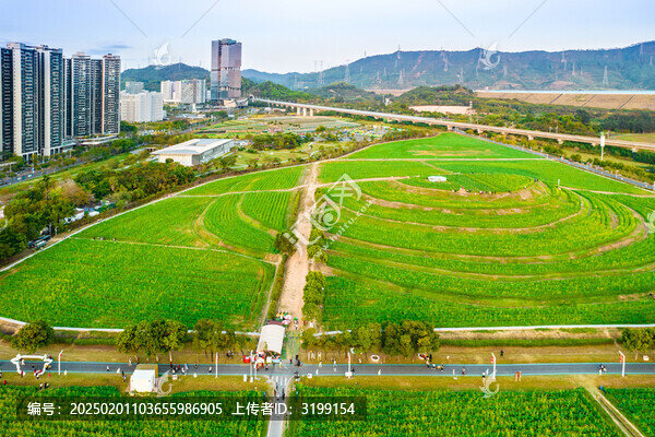 華南廣東省深圳市光明區(qū)歡樂田園風(fēng)光