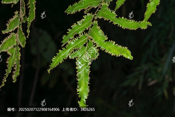 綠色蕨類(lèi)植物葉片的微距特寫(xiě)