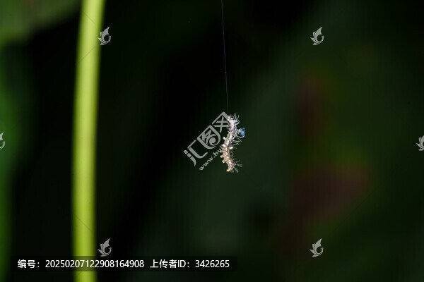 一只掛在絲上的毛毛蟲特寫