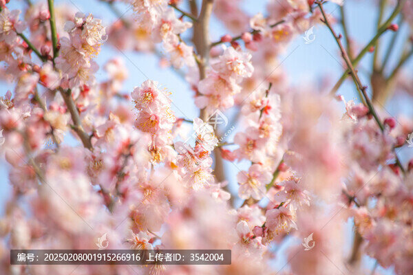 枝頭綻放的梅花與含苞待放的花骨朵