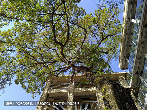 仰拍大樹(shù)