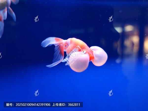水泡眼金魚