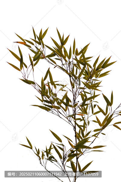 畫意攝影高調(diào)美竹圖