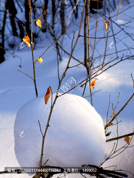 冬雪