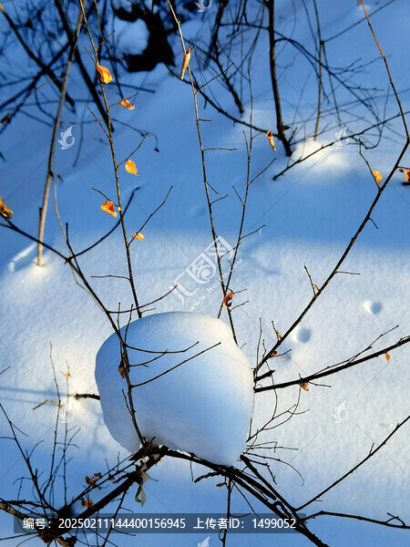 冬雪