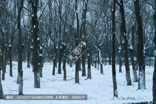 雪景