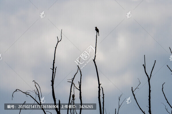 樹(shù)枝上棲息的黃臀鵯鳥(niǎo)