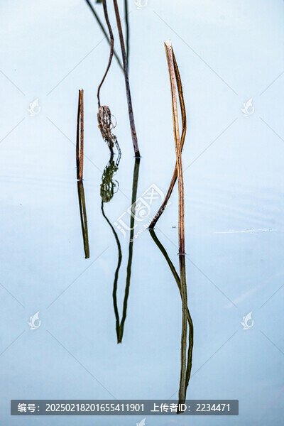 枯荷水鳥