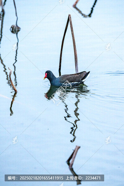 枯荷水鳥