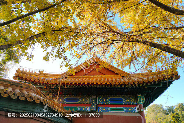 北京景山公園銀杏樹