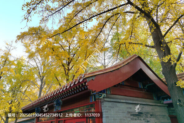 北京景山公園銀杏樹