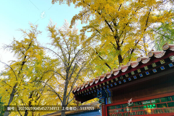 北京景山公園銀杏樹
