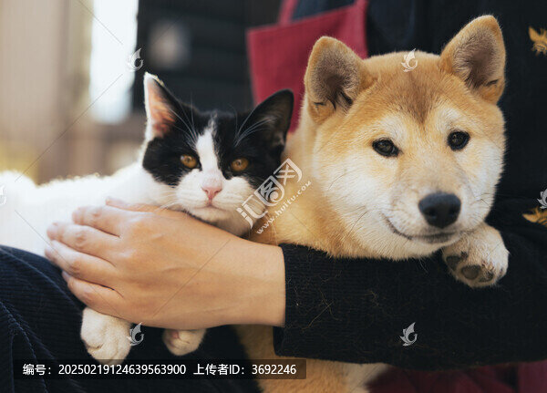 可愛的貓和柴犬愜意的躺在主人懷中