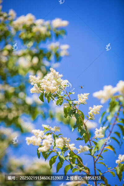 女貞花