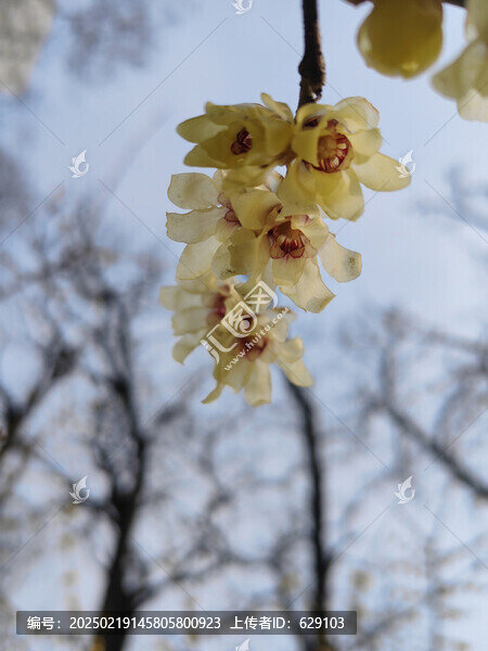 蠟梅花
