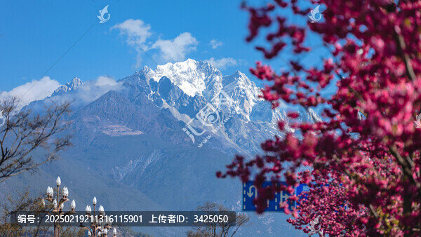 麗江古城櫻花大道雪山櫻花