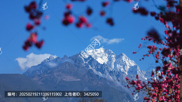 麗江古城櫻花大道雪山櫻花