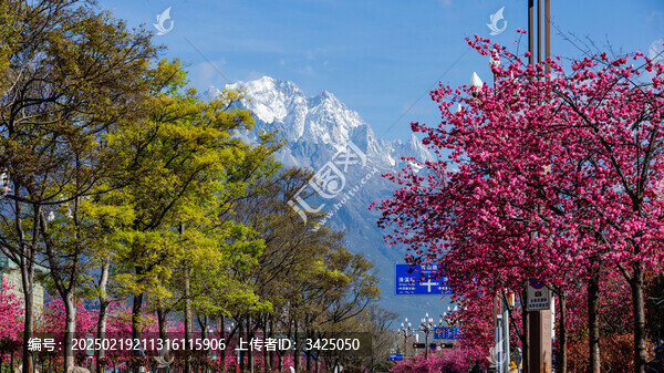 麗江古城櫻花大道雪山櫻花