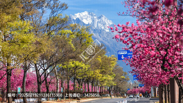 麗江古城櫻花大道雪山櫻花