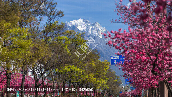 麗江古城櫻花大道雪山櫻花