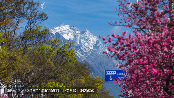 麗江櫻花大道櫻花