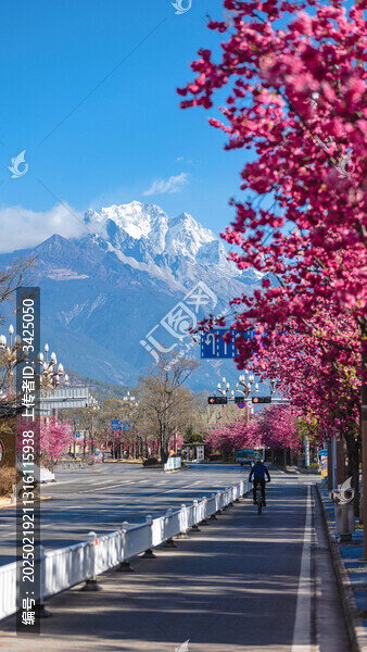 麗江櫻花大道玉龍雪山