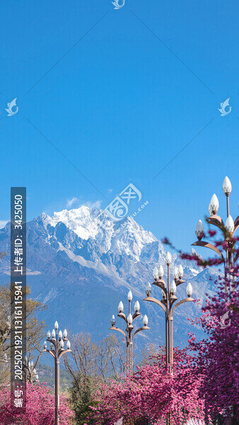 麗江櫻花大道玉龍雪山