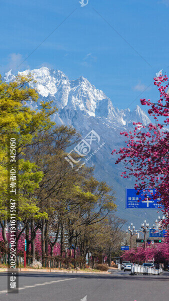 麗江櫻花大道玉龍雪山
