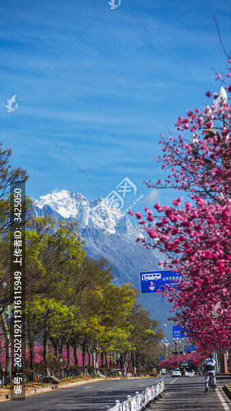 麗江櫻花大道玉龍雪山