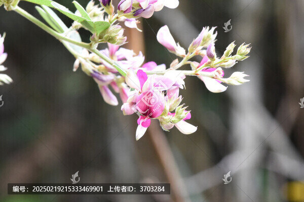 大葉胡枝子