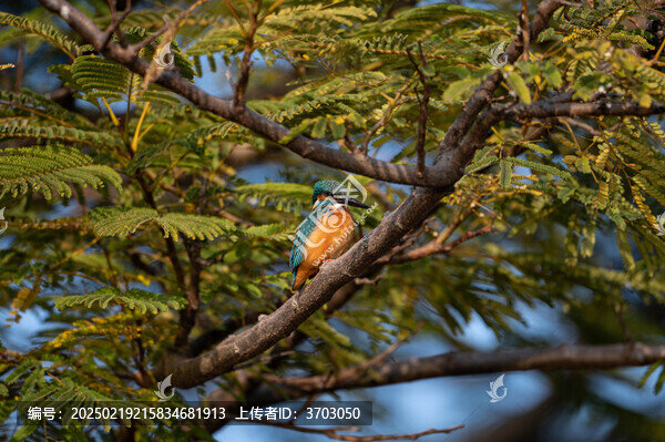 狩獵中的翠鳥(niǎo)