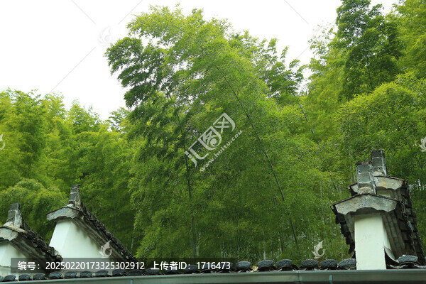 竹林