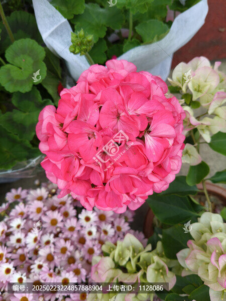 秀球花
