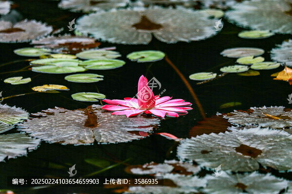 粉色蓮花貼著水面盛開