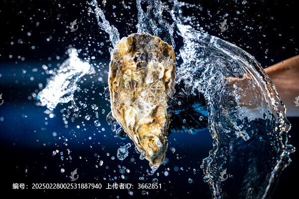 鮮活大只生蠔