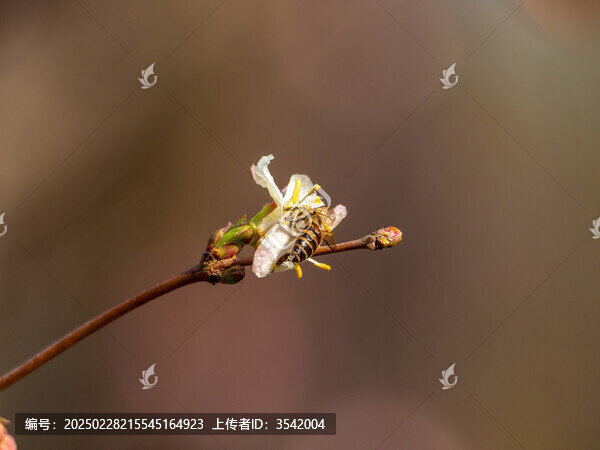 開(kāi)放的郁香忍冬