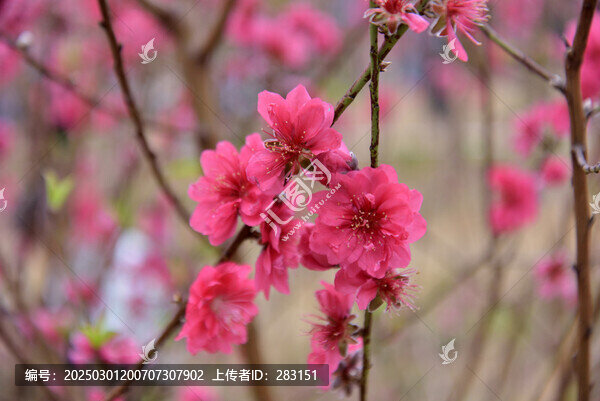 桃花