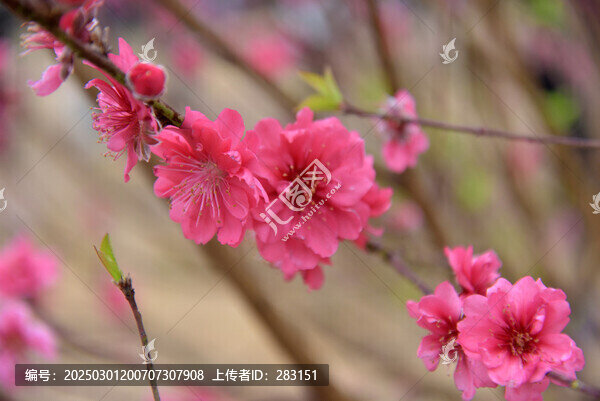 桃花