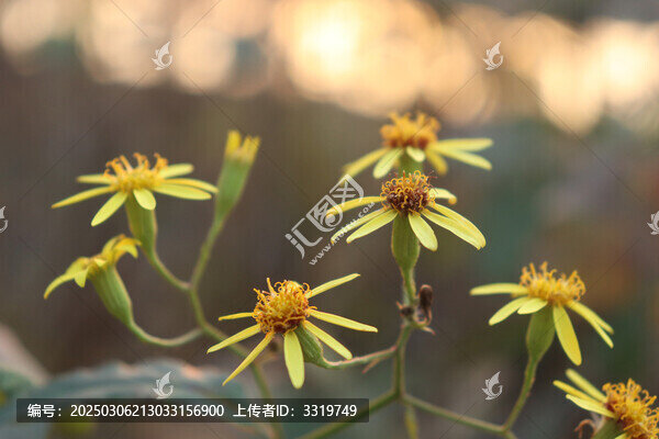 野菊花