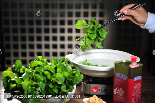 泉水菜心苗