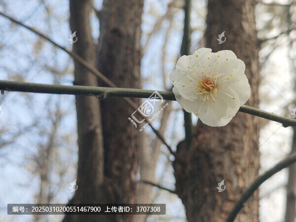 梅花