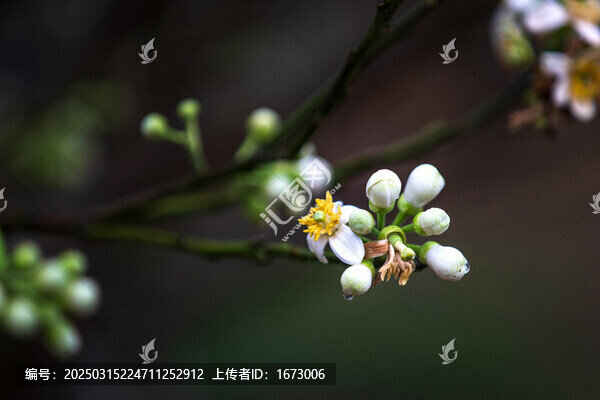 橘紅花