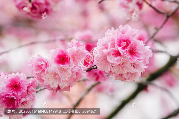 春天賞櫻花
