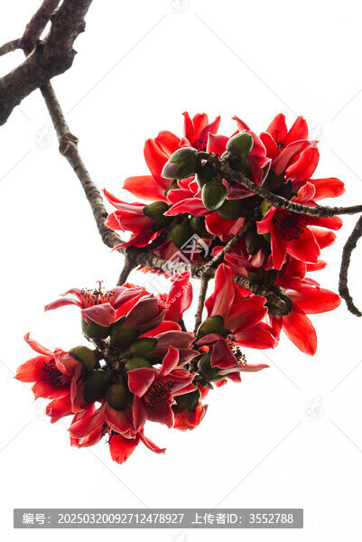 木棉花