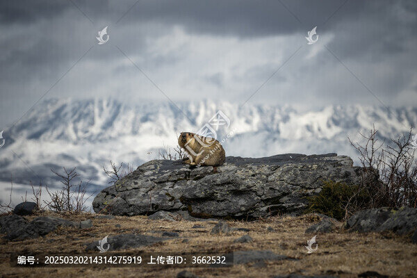 雪山土撥鼠