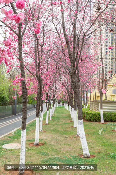 昆明春天櫻花盛開城市風(fēng)景