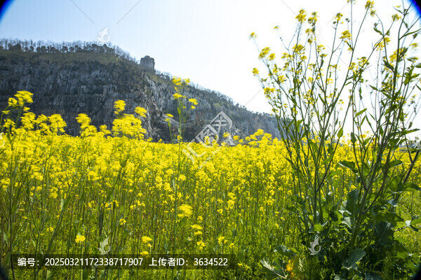 油菜花
